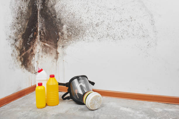 Best Fast Mold Removal  in North Zanesville, OH