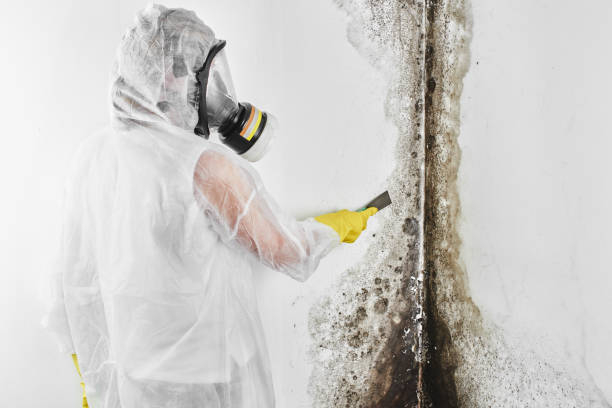 Best Mold Damage Repair  in North Zanesville, OH