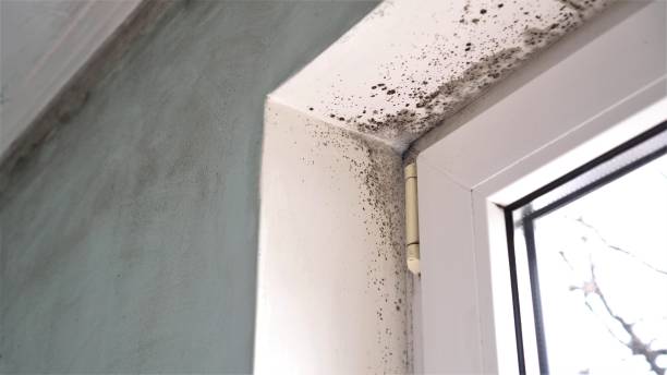  North Zanesville, OH Mold Removal Pros