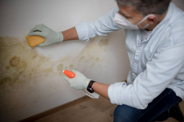 Best Mold Removal Company Near Me  in North Zanesville, OH