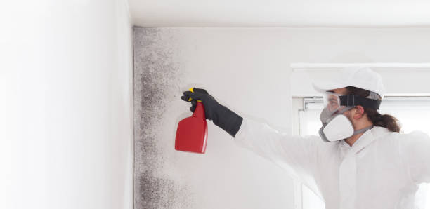 Best Mold Cleaning Services  in North Zanesville, OH