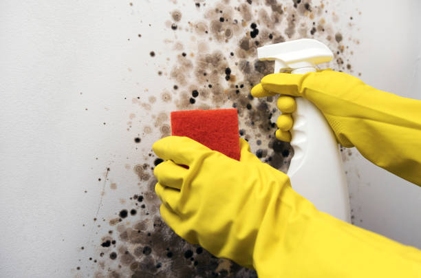 Best Commercial Mold Removal  in North Zanesville, OH