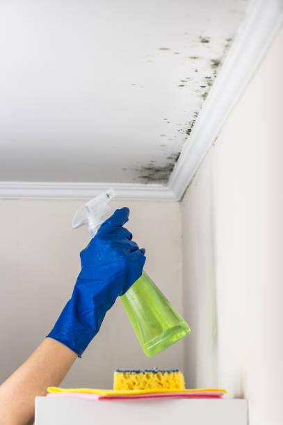 Best Professional Mold Removal  in North Zanesville, OH